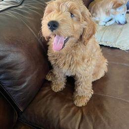 Goldendoodle, Labradoodle, and Poodle Puppies from Cuddles and Curls - NC Doodles