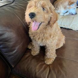 Goldendoodle, Labradoodle, and Poodle Puppies from Cuddles and Curls - NC Doodles