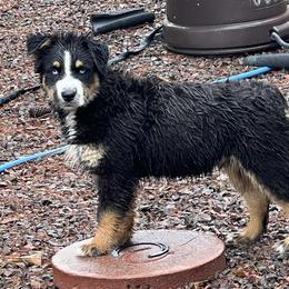 Smudge - Black tri-color male Australian Shepherd puppy in Sonoita, Arizona from Gardner Canyon Kennels