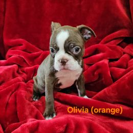 Olivia (orange) - Seal brindle and white female Boston Terrier puppy in Salina, Kansas from Giles' Boston Babies