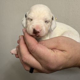 Almira - White and black female Dalmatian puppy in Chehalis, Washington from Dalmatian Vacation