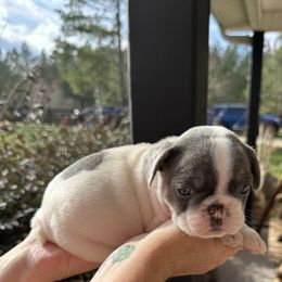 French Bulldog Puppies from Frenchiesbysouthernbell