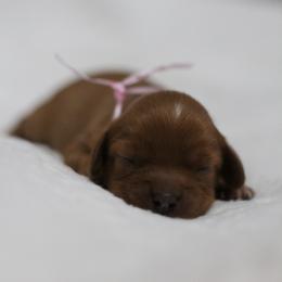Miss Pink - Red female Cavapoo puppy in Springtown, Texas from North Texas Puppies