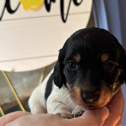 Noodle - Piebald female Dachshund puppy in Jacksonville, North Carolina from Lizzie’s Doxies