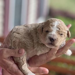 Assorted Doodle Crosses from Cotton Rose Kennels