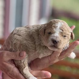 Assorted Doodle Crosses from Cotton Rose Kennels
