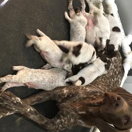 German Shorthaired Pointer Puppies from Hardwood Kennels