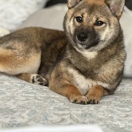 Mochi - Shiba Inu