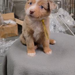 Destiny - Red merle female Miniature American Shepherd puppy in Leonard, Texas from Tin Roof Aussies