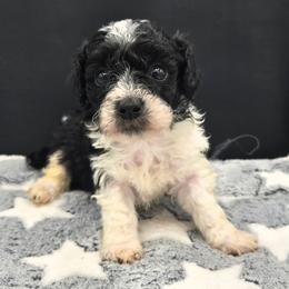 Arizona - Parti female Poodle puppy in Covington, Virginia from A  Gift from above kennel,  LLC