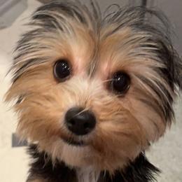 Zoey - Yorkshire Terrier