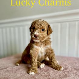 Lucky Charms - Apricot male Goldendoodle puppy in Taylorsville, North Carolina from Heartfelt Doodles