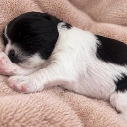 Oreo - Parti male Miniature Schnauzer puppy in Lumberton, Texas from Smart Choice Miniature Schnauzers