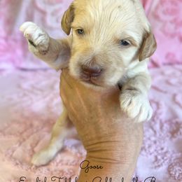 Goose English Teddybear - Apricot male Goldendoodle puppy in Grove, Oklahoma from Guinn Family Farms