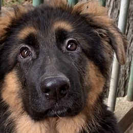 Macy - Black and red German Shepherd puppy in Vandalia, Michigan from Vom Friedenswald