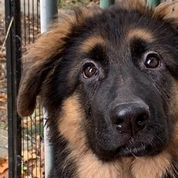 Macy - Black and red German Shepherd puppy in Vandalia, Michigan from Vom Friedenswald
