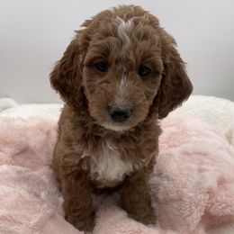 Peppy - Red  female Goldendoodle puppy in Kansas City, Kansas from Bella & Ivy’s Mini Goldendoodles of KC
