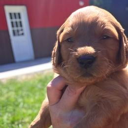 Reba - Dark golden female Golden Retriever puppy in Lebanon, Oregon from SnowPeakPaws