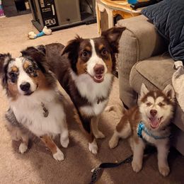 Pomsky and Siberian Husky Puppies from Osiris’s Siberians & Pomskies