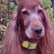 Irish Setter All Grown Up from Chimera Irish Setters