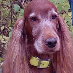 Irish Setter All Grown Up from Chimera Irish Setters