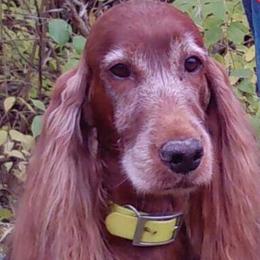 Irish Setter All Grown Up from Chimera Irish Setters
