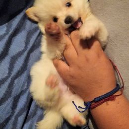 Pomeranian Puppies from Ramos' Pommies