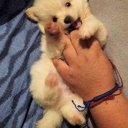 Pomeranian Puppies from Ramos' Pommies