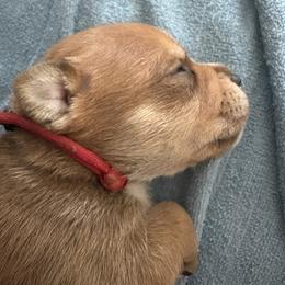 Staffordshire Bull Terrier Puppies from Tier 1 Staffordshire Bull Terriers