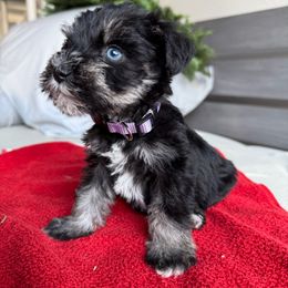 Elphaba (double blue eyes) - Black and silver female Miniature Schnauzer puppy in La Mirada, California from SchnauzersRus