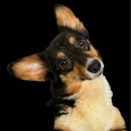 Nova - Pembroke Welsh Corgi