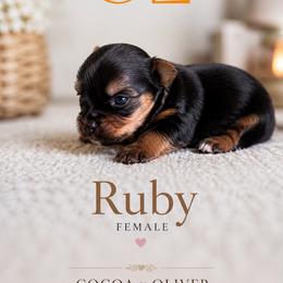 Ruby - Black and tan female Yorkshire Terrier puppy in Delta, Colorado from SATA Kennels