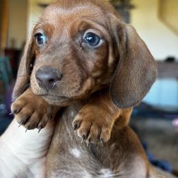 Red - Red male Dachshund puppy in Brave, Pennsylvania from Maple Moon Dachshunds