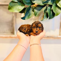 Sprinkles - Micro Size - Sable female Goldendoodle puppy in Elizabethtown, Kentucky from Reddy Poodles & Doodles