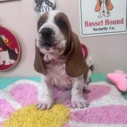Hank - Mahogany and white male Basset Hound puppy in Pilot Mtn, North Carolina from Lowdown Love Basset Hounds