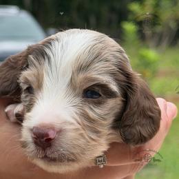 Mr. Orange-4800 - Dapple male Dachshund puppy in Ocala/Gainesville, Florida from From the Heart Doxies