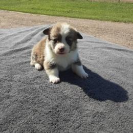 Pembroke Welsh Corgi Puppies from JD's Corgi Kennel