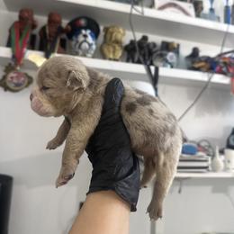 Blueberry - Blue tri-color female Bulldog puppy in Las Vegas, Nevada from PupsByNikki