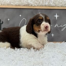 AKC JAZZY - Piebald female Dachshund puppy in Colbert, Oklahoma from Brooke Crenshaw