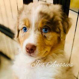 Lily - Red merle female Australian Shepherd puppy in Clover, South Carolina from Jo’s Aussies