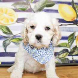 Nico - Buff and white male Cocker Spaniel puppy in Rattan, Oklahoma from Double M Cocker Spaniels