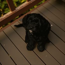 Ace - Black and white male Cavapoo puppy in Fairmont, West Virginia from Manoka's Honeybee