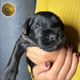 Peanut - Black male Miniature Schnauzer puppy in Frankford, Delaware from Miniature Schnauzers of Delmarva