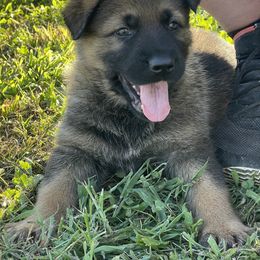 German Shepherd Puppies from Platzhirsch German Shepards
