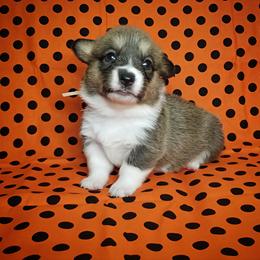 American Corgi and Pembroke Welsh Corgi Puppies from The Adirondack Corgi