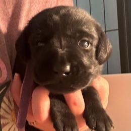 Amethyst - Black female Labrador Retriever puppy in Rock Hill, South Carolina from North Star Retrievers