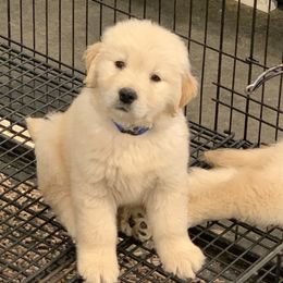 Golden Retriever Puppies from OPK Goldens