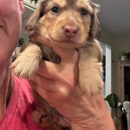 Chip (Blue) - Dapple male Dachshund puppy in Cherry Valley, California from Sugar and Spice Dachshunds