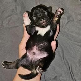 Boy 1 - Black and white male Chihuahua puppy in Meridian, Oklahoma from Crazy Love Kennels