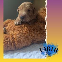 Blue Collar - Earth - Yellow male Labrador Retriever puppy in Sumerduck, Virginia from Cedar Mountain Retrievers